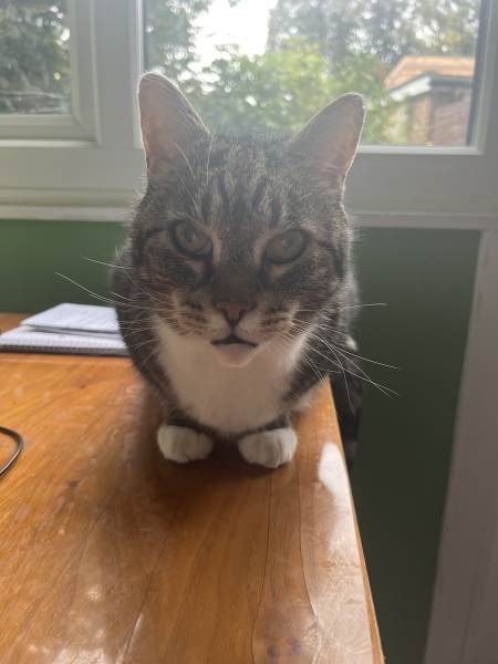 Thread 8 Starmer : Cat fur on new clothes