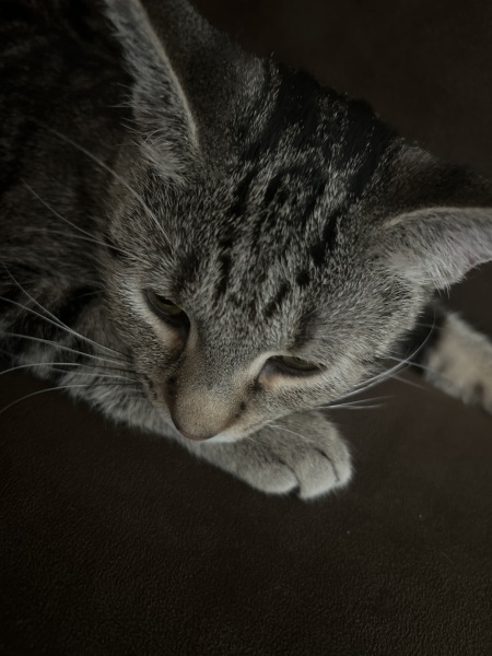 Day 1 or 100 tulips and snowdrops say #browniesnotbeer