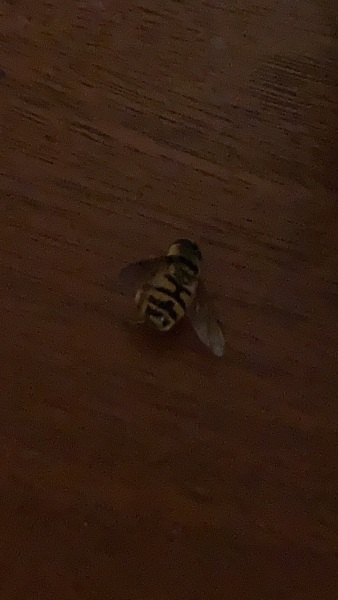 What sort of bee is this ? Came back from trip and have lots in the house.