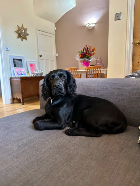 Puppy Survival Thread for New & Old Pups - Soon be Autumn 2024