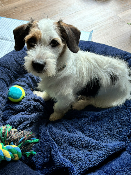 Help me name my new rescue!