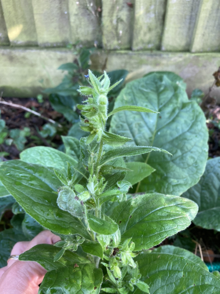 Plant id please