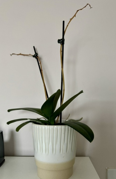Houseplants: Orchid - dead?