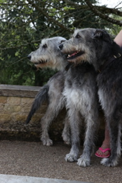 Irish Wolfhounds- anyone