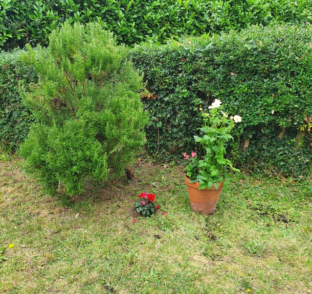 Ideas what flowers I can plant on either side please