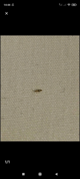 What is this? 🪲pic