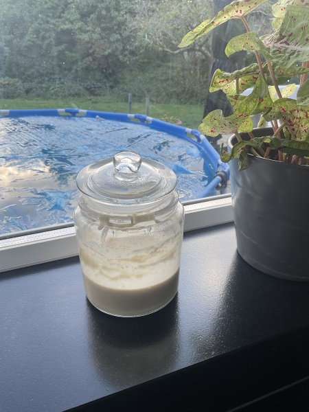 Poncetastic Christmas 2024