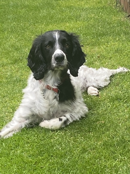 A photo of your dog right now
