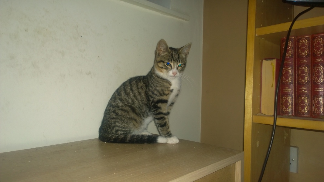 Passports, buckets and spades - the Excellent Cats go on their holidays