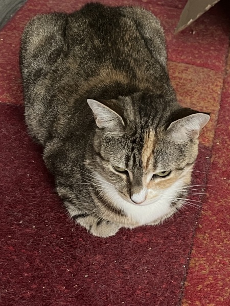 Flounders or Flouncers? The Excellent Cats continue their important debate