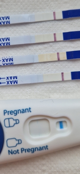 Could all these be evap/indent lines. All different urine samples