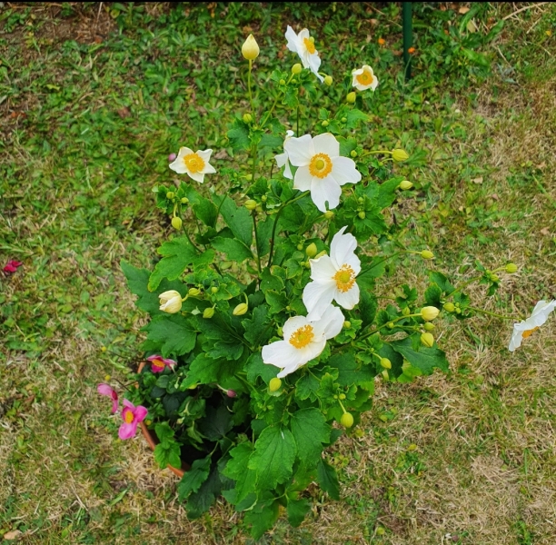 Ideas what flowers I can plant on either side please