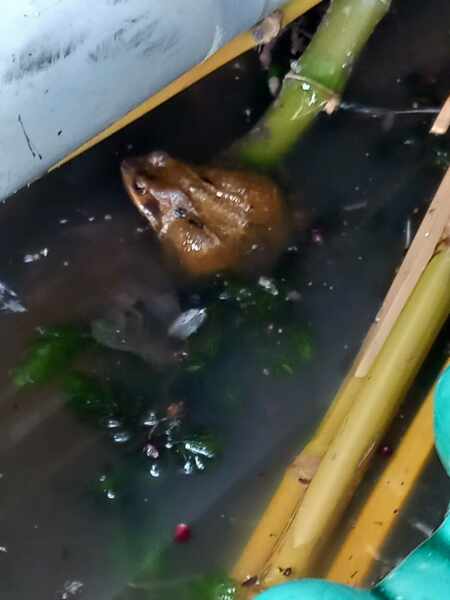 Thread 7 Starmer : Cats and Conferences