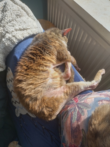 Flounders or Flouncers? The Excellent Cats continue their important debate