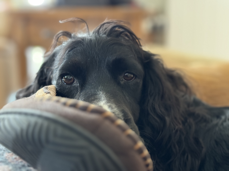 Which breed to consider