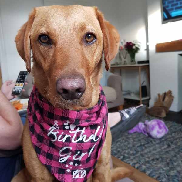 A photo of your dog right now