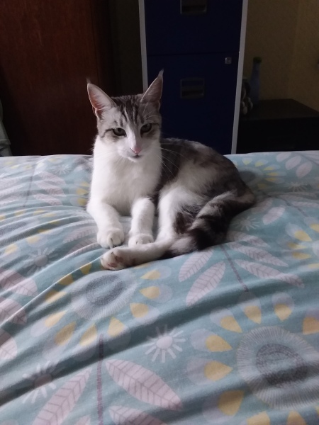 Flounders or Flouncers? The Excellent Cats continue their important debate