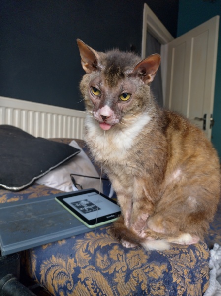 Flounders or Flouncers? The Excellent Cats continue their important debate