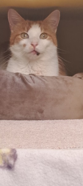 TW Cars hit cat in front of me