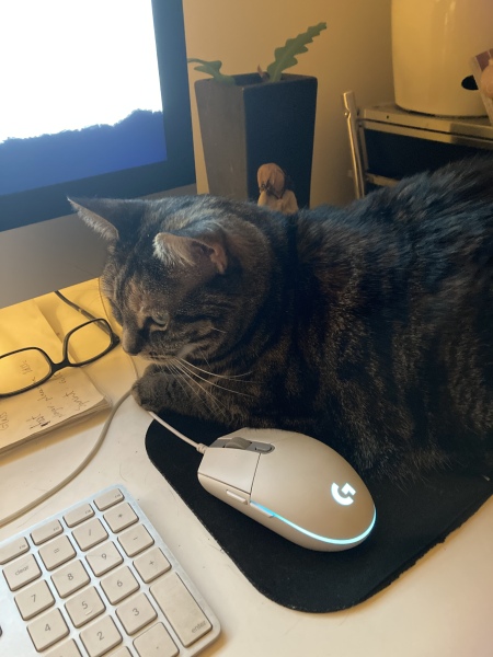 Passports, buckets and spades - the Excellent Cats go on their holidays