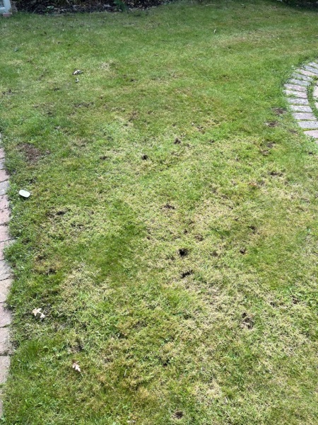 Are these holes made by hedgehogs?
