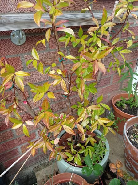 Sorry looking jasmine in pot (pic)
