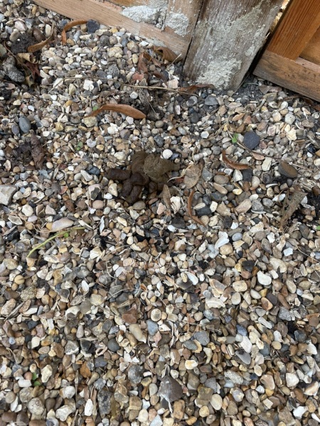 Animal poo - warning, picture!