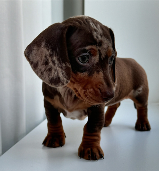 Puppy Survival Thread for New & Old Pups - Soon be Autumn 2024