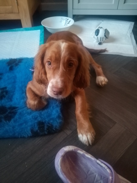 Puppy Survival Thread for New & Old Pups - Soon be Autumn 2024