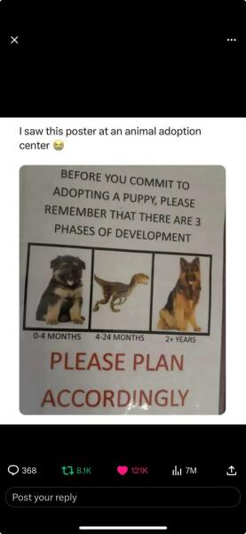 What do you wish you'd known before getting your first dog?