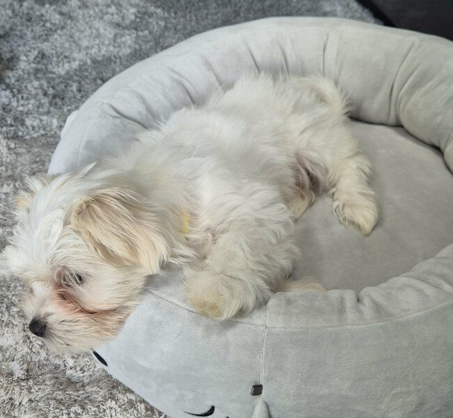 Recommendations for transport tips - new puppy, long drive home