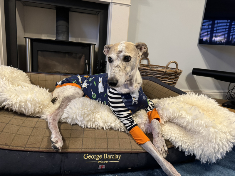 Greyhound