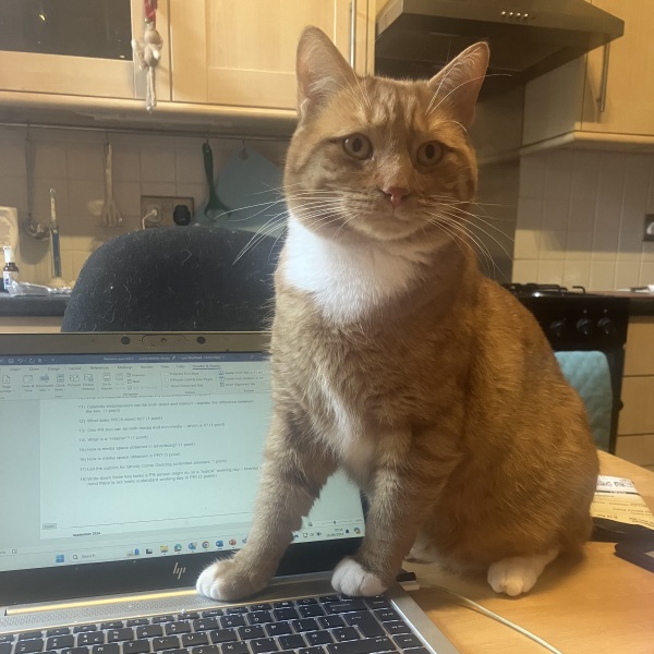 Passports, buckets and spades - the Excellent Cats go on their holidays