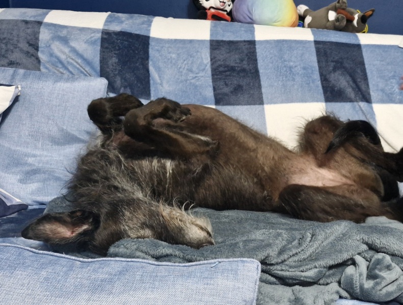 A photo of your dog right now