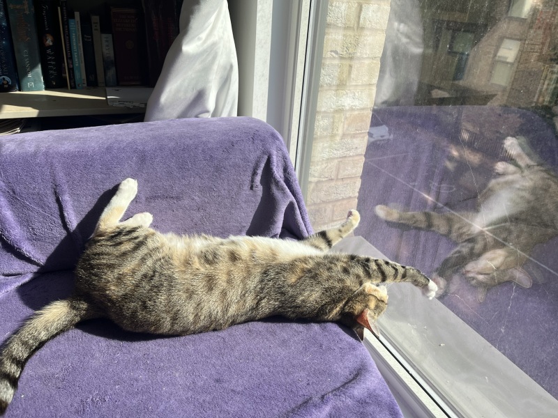 Flounders or Flouncers? The Excellent Cats continue their important debate