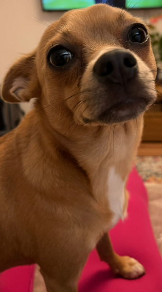 A photo of your dog right now