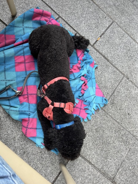 To not understand the obsession with ‘doodle’ breeds