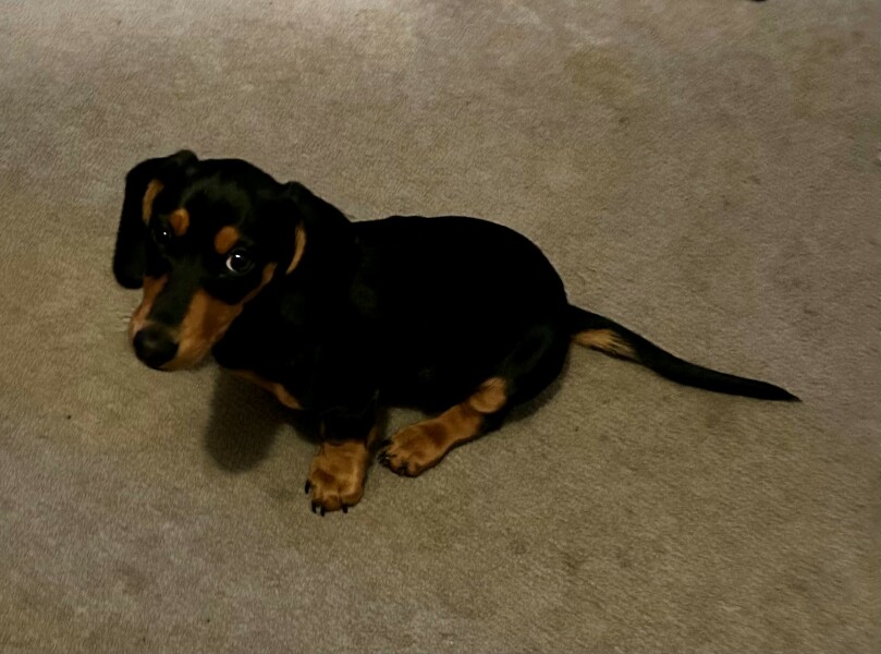 Puppy Survival Thread for New & Old Pups - Soon be Autumn 2024