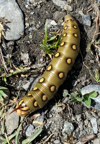 Can anyone help me ID this caterpillar?