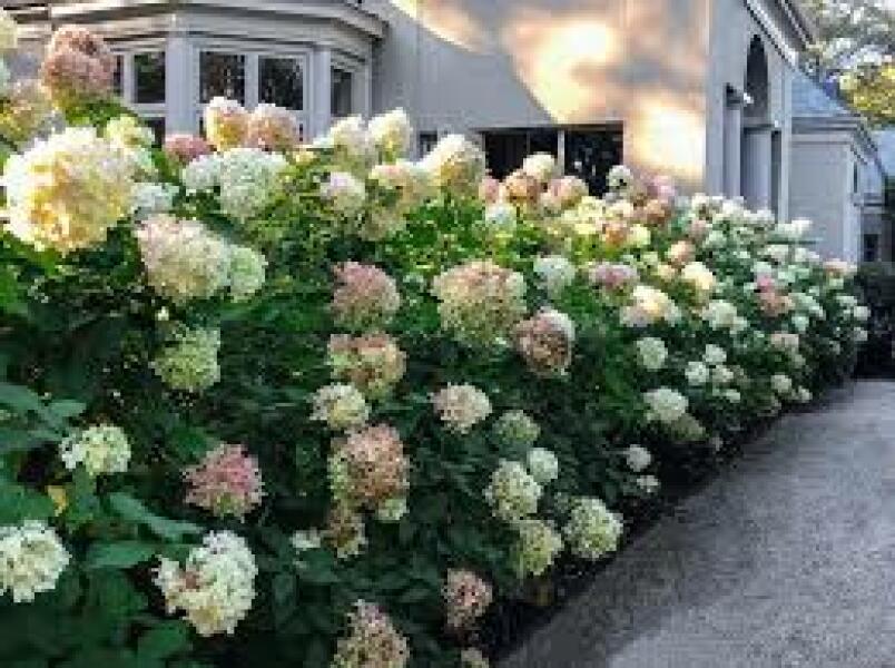 Hydrangeas!