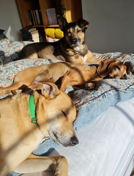 AIBU to think dog owners have low hygiene standards.