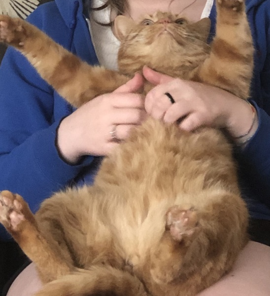 Passports, buckets and spades - the Excellent Cats go on their holidays