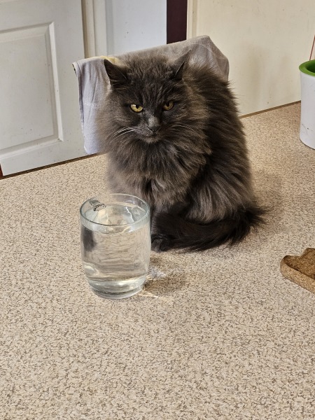 Passports, buckets and spades - the Excellent Cats go on their holidays