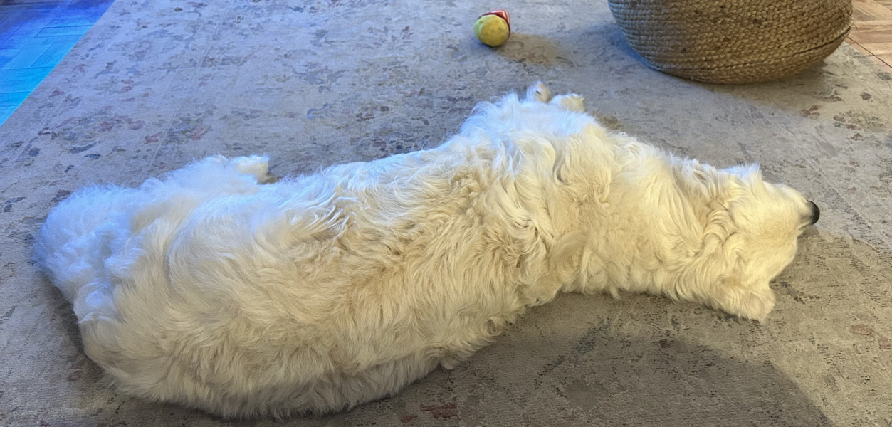 A photo of your dog right now