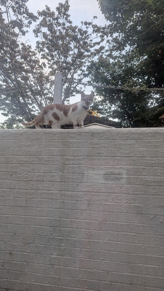 Oh pleeeeeeeease be friends