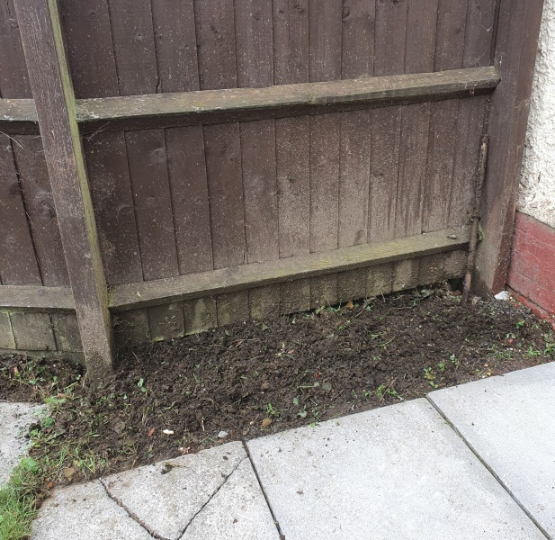 Ideas what flowers I can plant on either side please