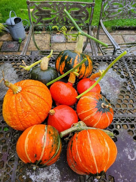 The Vegetable Patch 2024/2025