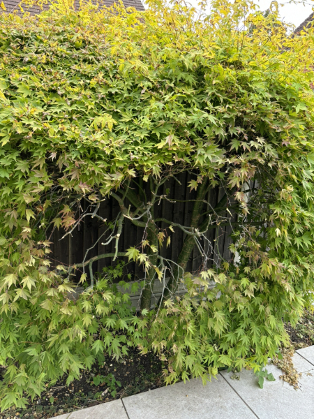 Eek - will my Acer recover from this butchery?
