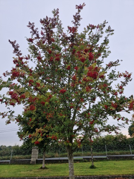 The Autumnal Christmas Chronicles Preamble thread