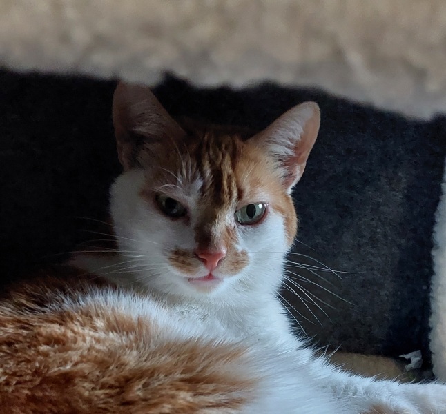 Thread 8 Starmer : Cat fur on new clothes